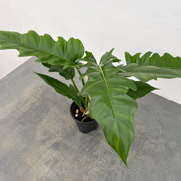 フィロデンドロン：ナロー　3.5号ポット