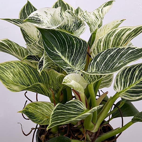 フィロデンドロン：バーキン（幹上がり）5号鉢植え