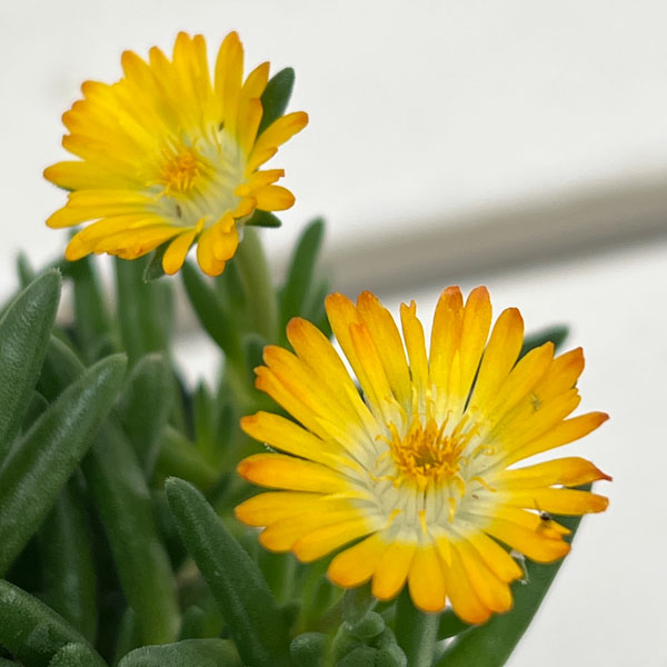 マツバギク：おひさま花火 リド イエローアイ3号ポット 6株セット