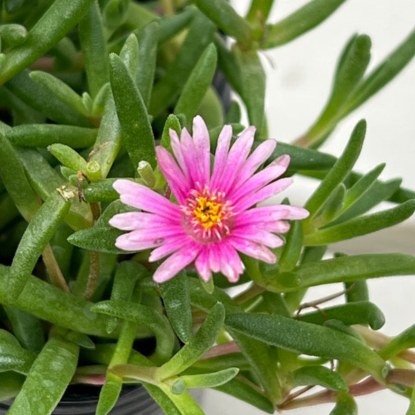 マツバギク：おひさま花火 リド ピンク3号ポット 6株セット