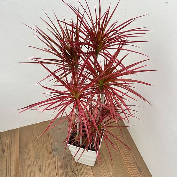 ドラセナ：コンシンネスカーレットアイビス　7号鉢植え