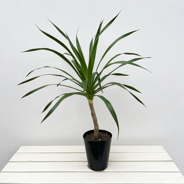 ドラセナ：パラオ　5号鉢植え