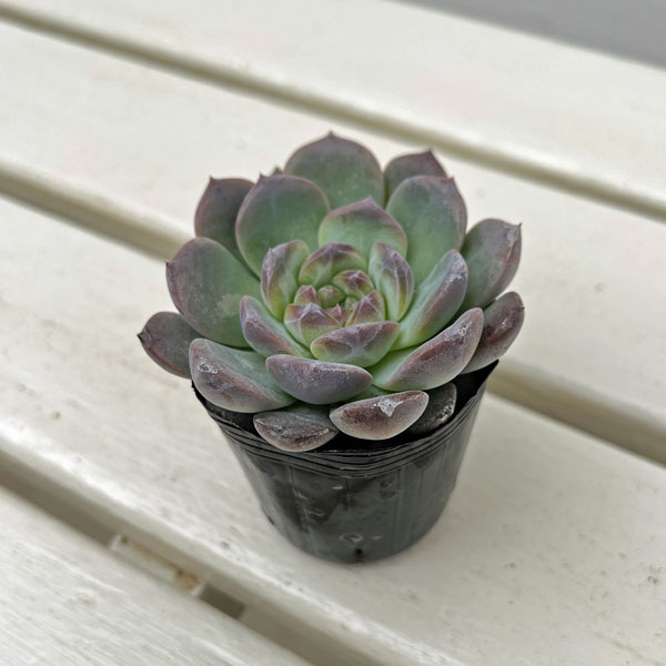 エケベリア：クリスタルレイク　2号ポット