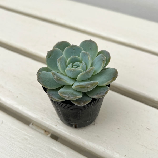 エケベリア：ホワイトオレンジ　2号ポット