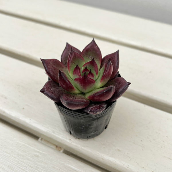 エケベリア：アクエリアス　2号ポット