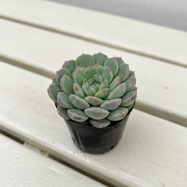 エケベリア：セブンフェアリー　2号ポット