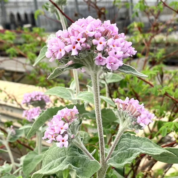 ブッドレア：クリスパ3～3.5号ポット