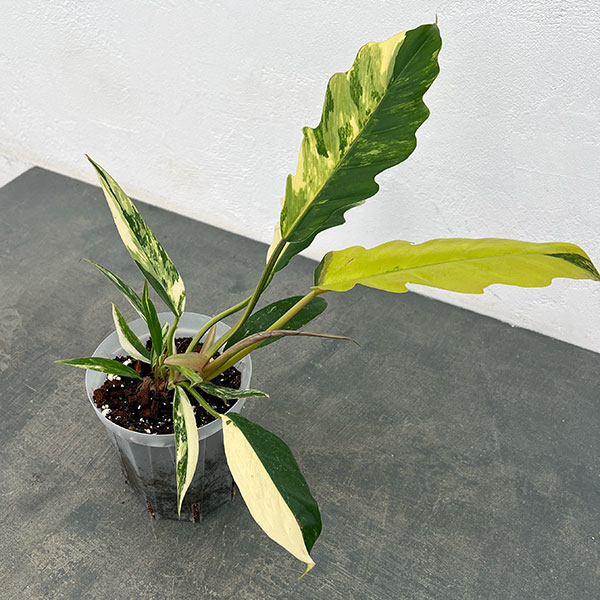 フィロデンドロン：キャラメルマーブル　斑入り　4号鉢植え25-02
