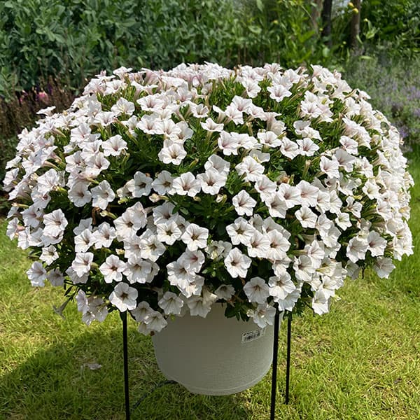 ペチュニア：サフィニア(R)プチひつじもこもこ3.5号ポット