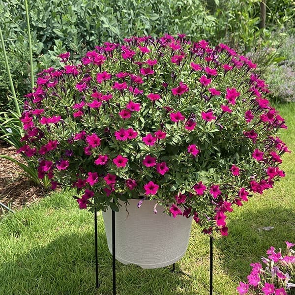 ペチュニア：サフィニア(R)プチあずきもこもこ3.5号ポット