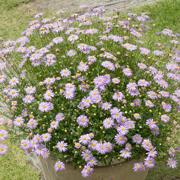 ブラキカム：星空マム　ブルー3号ポット(R)