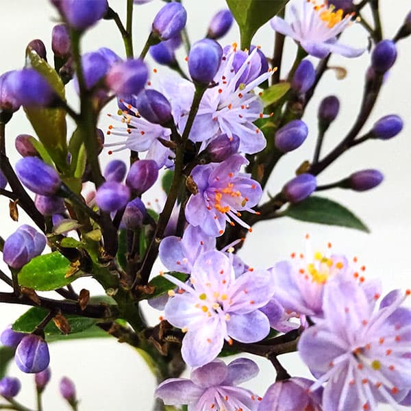 ハイノキ(灰の木）：アオバナハイノキ藍（あい）3.5号ポット