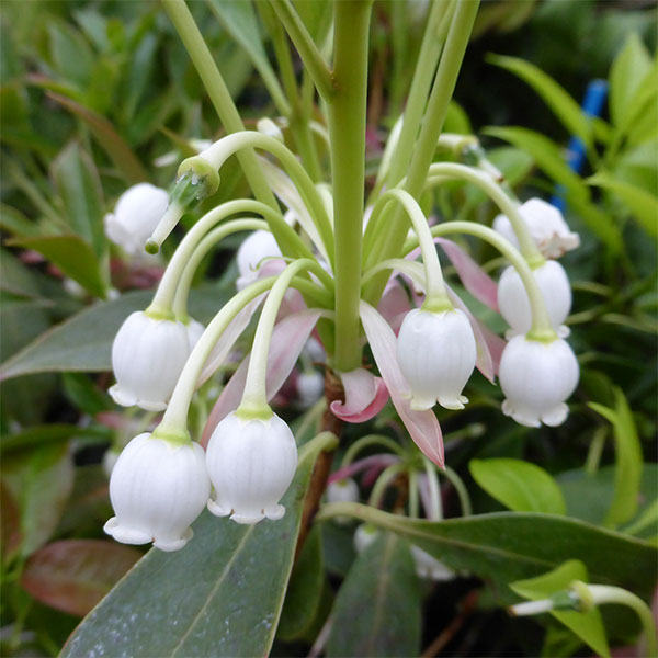 ホンコンドウダンツツジ：白花3.5号ポット