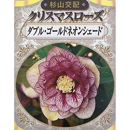 杉光園芸（杉山交配）さんのクリスマスローズ：ダブルゴールドネオンシェード3号ポット