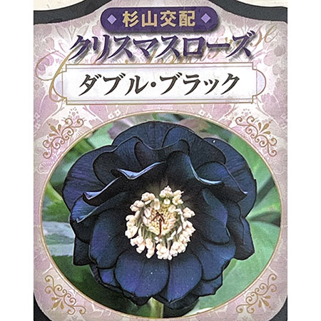 杉光園芸（杉山交配）さんのクリスマスローズ：ダブルブラック3号ポット
