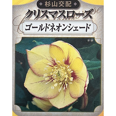 杉光園芸（杉山交配）さんのクリスマスローズ：シングルゴールドネオンシェード3号ポット