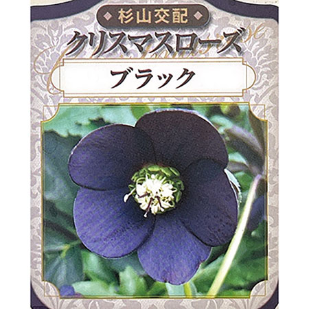 杉光園芸（杉山交配）さんのクリスマスローズ：シングルブラック3号ポット