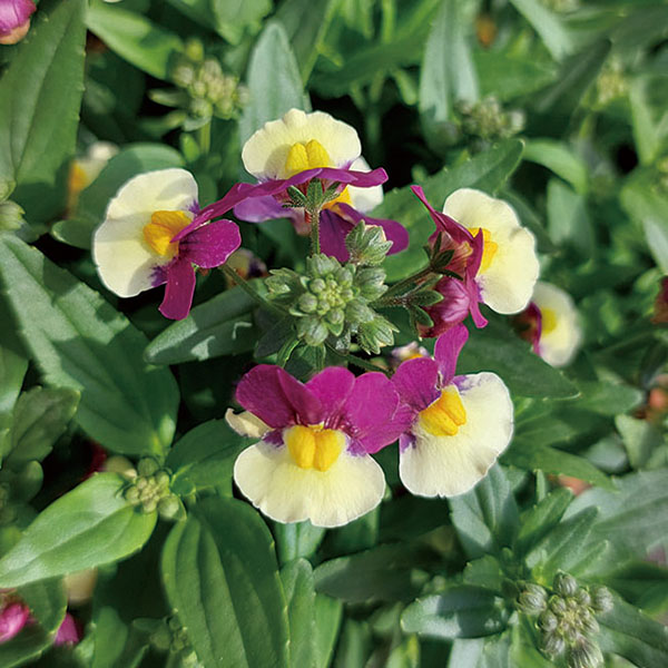 ネメシア：メノール　デュアルマゼンタ3-3.5号ポット