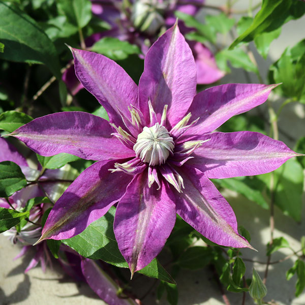 クレマチス：ショウリュウ（昇龍）3.5号ロングポット（フロリダ系）