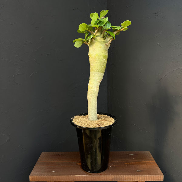 アデニウム ：スペシャルセレクト　5号25-01