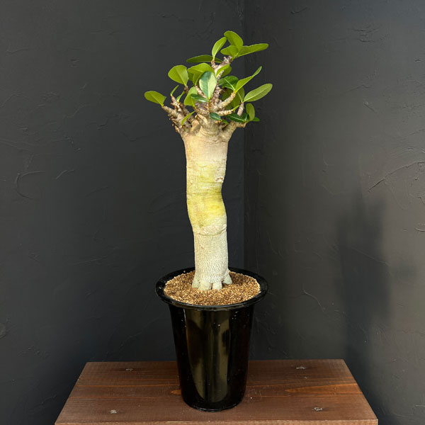 アデニウム ：スペシャルセレクト　5号25-02