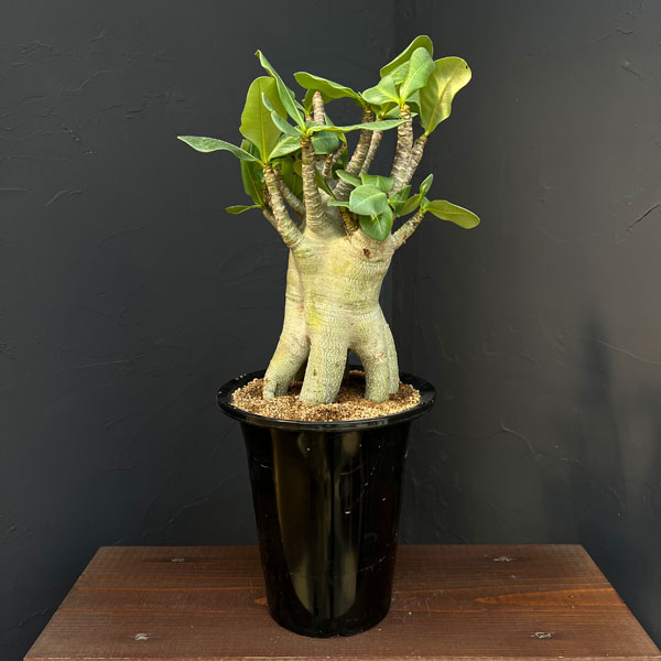 アデニウム ：スペシャルセレクト　5号25-04