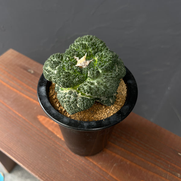 サボテン　ゴジラ　等 園芸ネット本店｜アリオカルプス：亀甲牡丹 ゴジラ（竜神接ぎ降し） 4