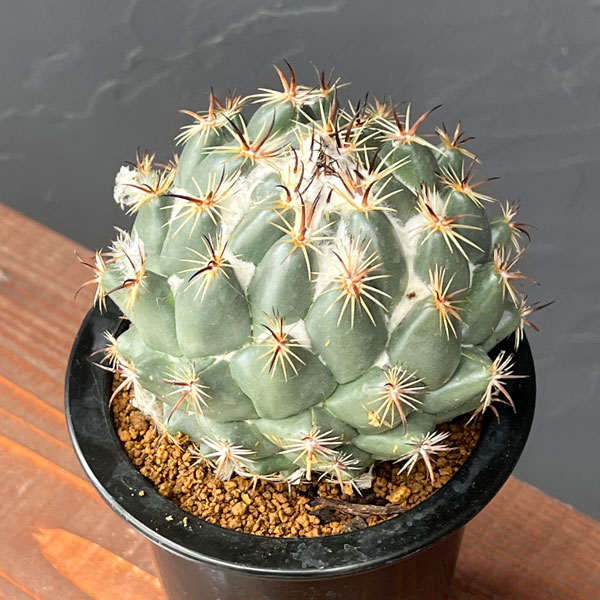 サボテン：コリファンタ　獅子奮迅　4号鉢植え