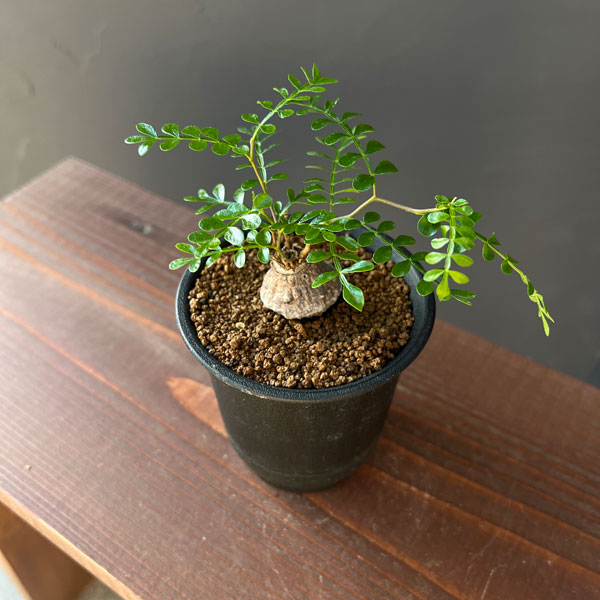 オペルクリカリア：パキプス（根挿し） 3号鉢植え