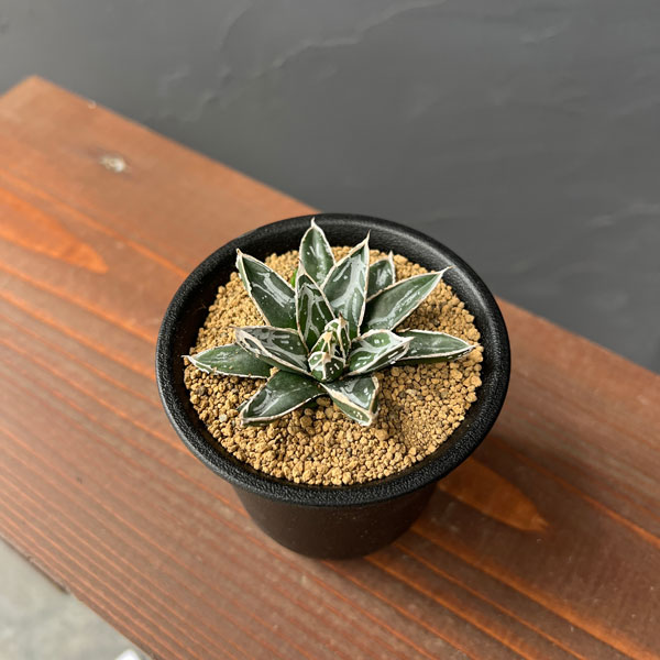 アガベ：姫笹の雪　2.5号鉢植え*