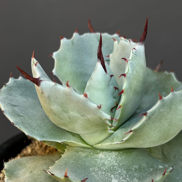 アガベ：ポタトラム　ダルマ　2.5号鉢植え