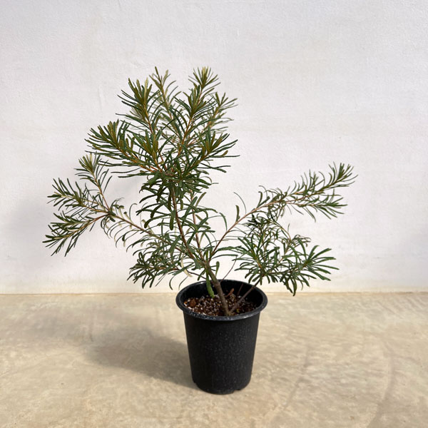 バンクシア：ヘアピンバンクシア（S）6号ポット