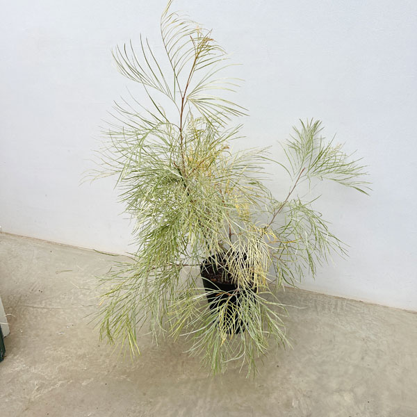 グレビレア：ハニーワンダー 7号鉢植え