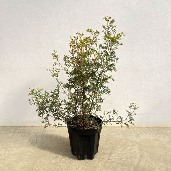 グレビレア：クリームパッション　6号鉢植え