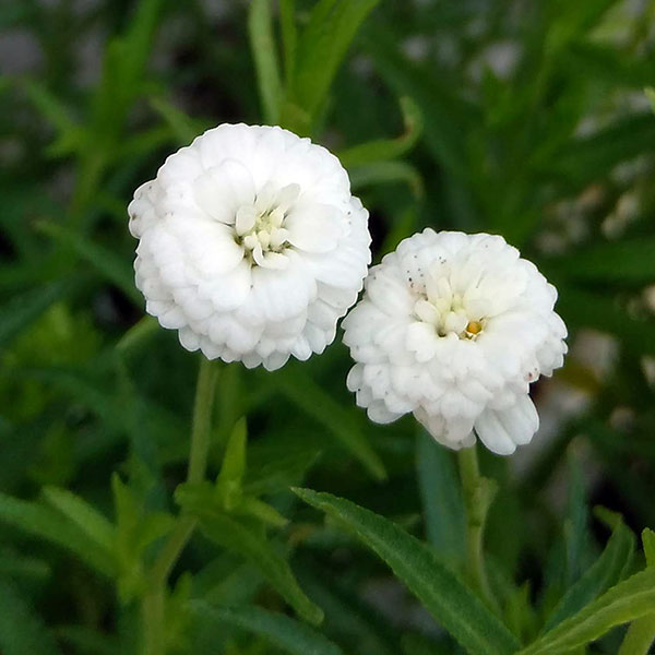 アキレア：ピーターコットンテイル4.5号ポット