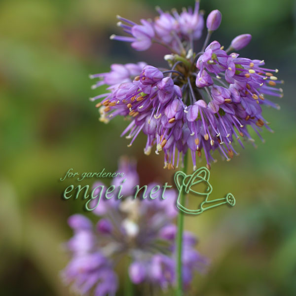 ラッキョウ：山ラッキョウ2.5号ポット