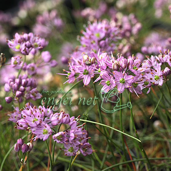 ラッキョウ：糸ラッキョウ2.5号ポット