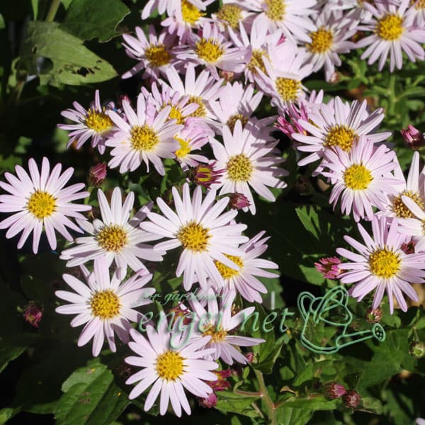 ノコンギク：桃花ノコンギク 桃山3号ポット