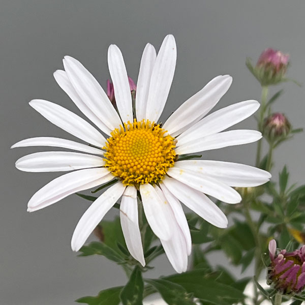 キク：ナカガワノギク3号ポット