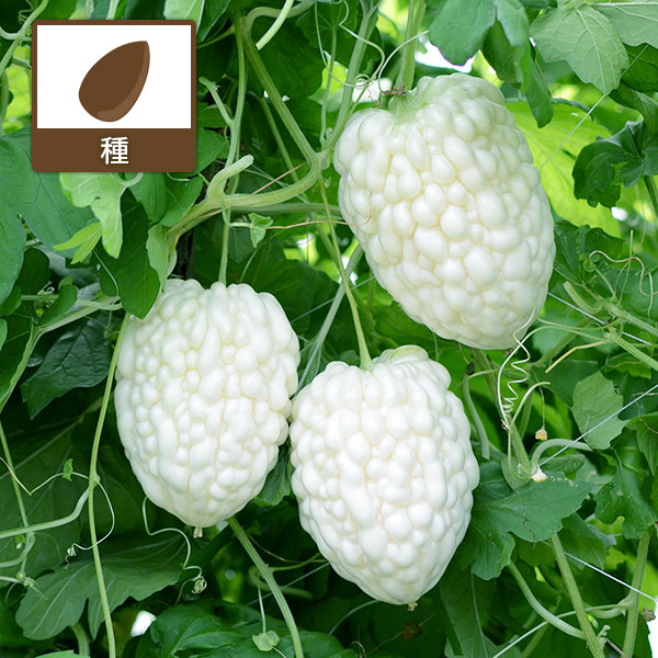 ゴーヤ：パールゴーヤ(TM)[野菜タネ　丸種]