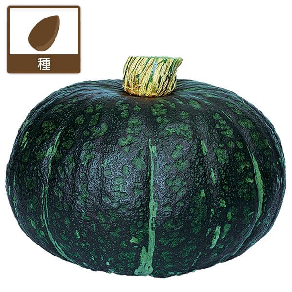 カボチャ：ホクホクマロン[野菜タネ　丸種]