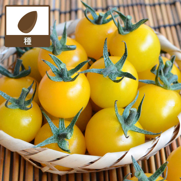 トマト（ミニ）：まるっ娘（こ）イエロー[かわいく美味しいミニトマト 野菜タネ 丸種]
