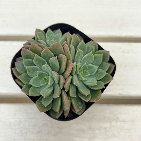 エケベリア：エメラルドリップ　3号ポット