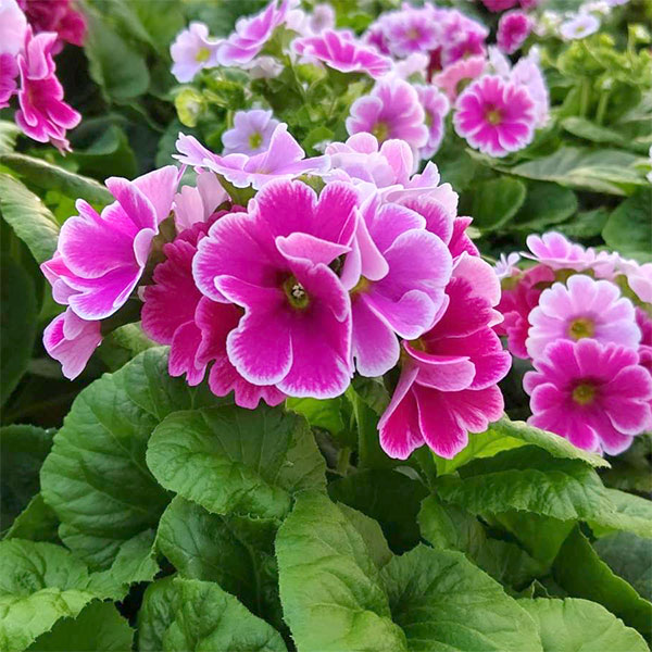 プリムラ：オブコニカ リブレ　ローズピコティ4号鉢植え