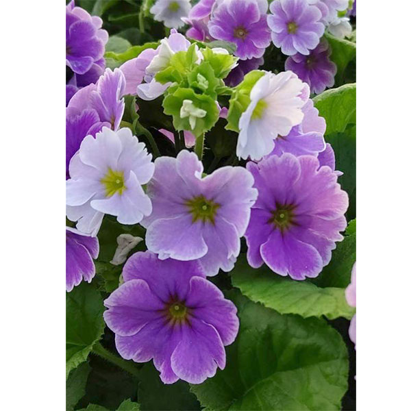 プリムラ：オブコニカ リブレ　ブルーピコティ4号鉢植え