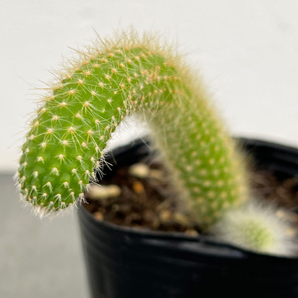 サボテン:金紐 3号ポット 3株セット