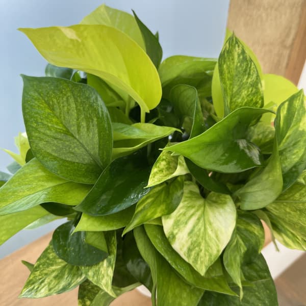 ポトス3種ミックス植え5号鉢植え