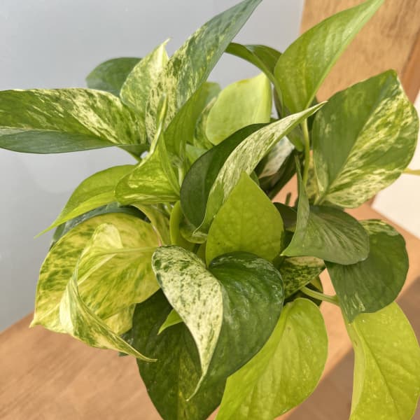 ポトス3種ミックス植え3.5号鉢植え