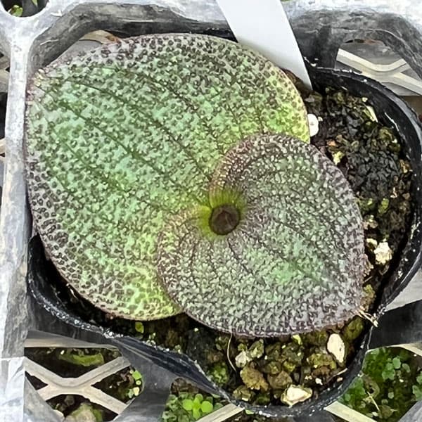 マッソニア・プスツラータ　2.5号鉢植え