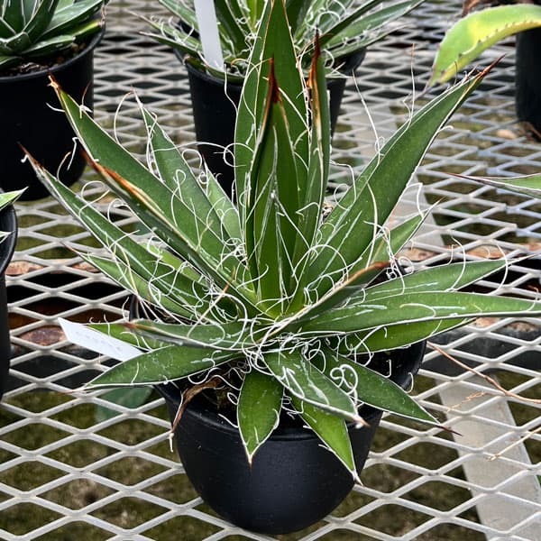 アガベ：フィリフェラ4号鉢植え（乱れ雪）